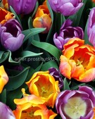 Анкета проститутки Дарья - метро Хорошевский, возраст - 34